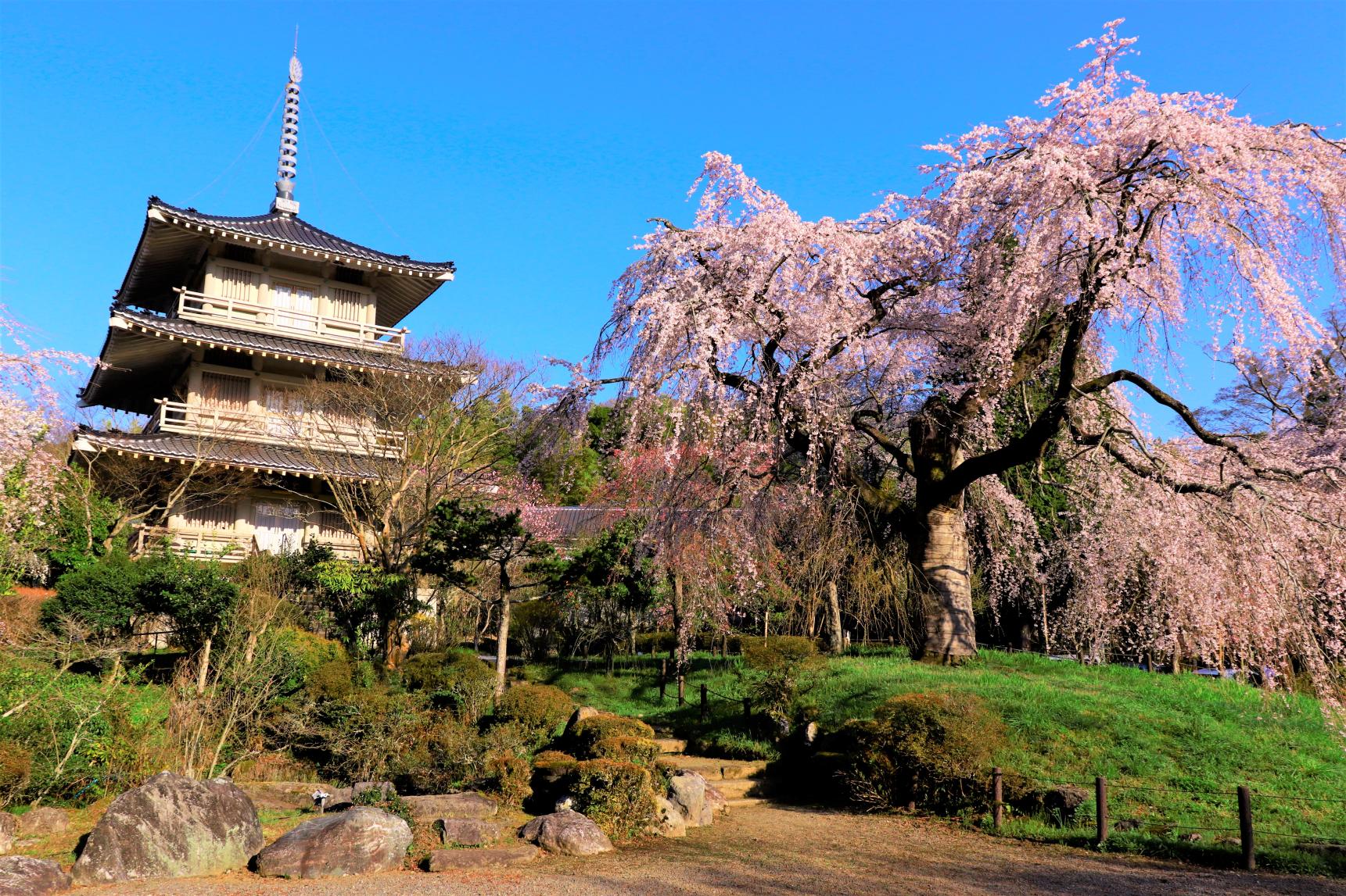 浄専寺-1