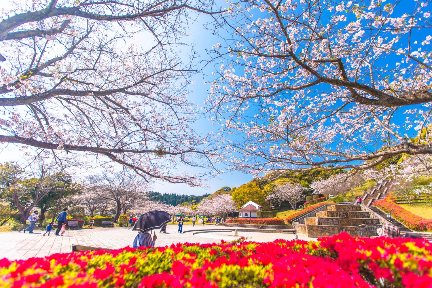 宮崎市久峰総合公園の桜【宮崎市】-1